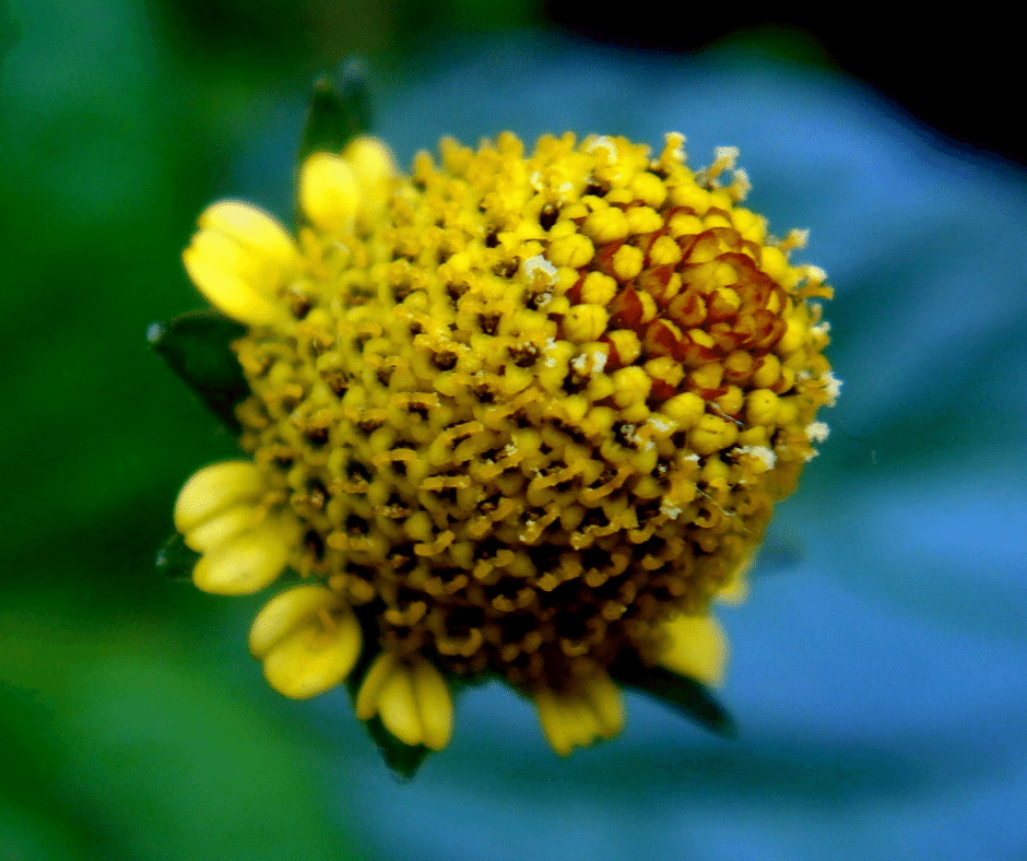 Flor de Jambu